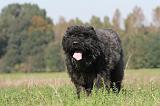 BOUVIER DES FLANDRES 095